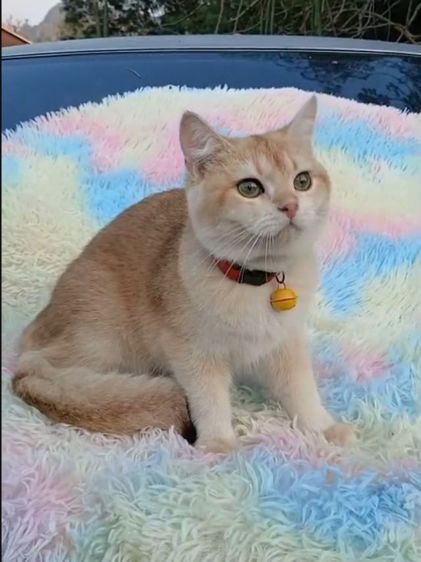 แมวบริติชช็อตแฮร์ ผญ รูปที่ 5