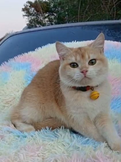 แมวบริติชช็อตแฮร์ ผญ รูปที่ 4