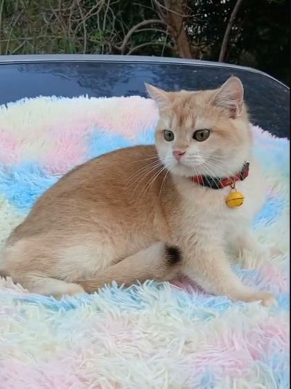 แมวบริติชช็อตแฮร์ ผญ รูปที่ 8