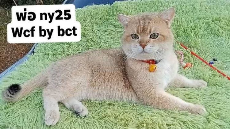 แมวบริติชช็อตแฮร์ ผญ รูปที่ 11