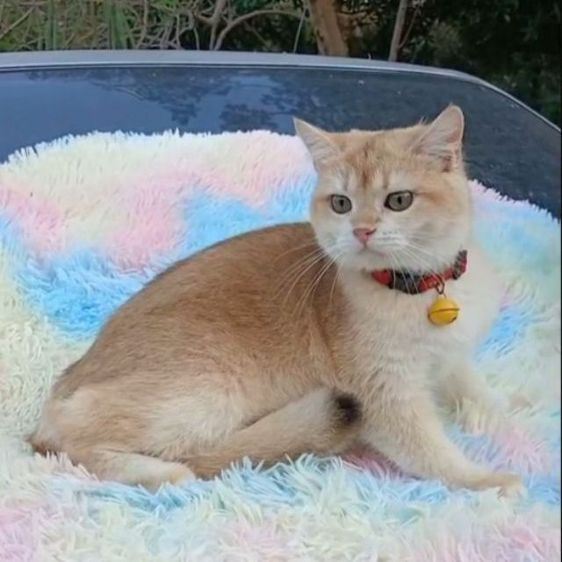 แมวบริติชช็อตแฮร์ ผญ