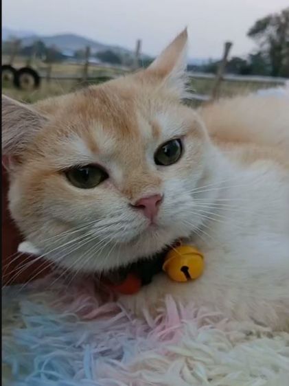 แมวบริติชช็อตแฮร์ ผญ รูปที่ 10