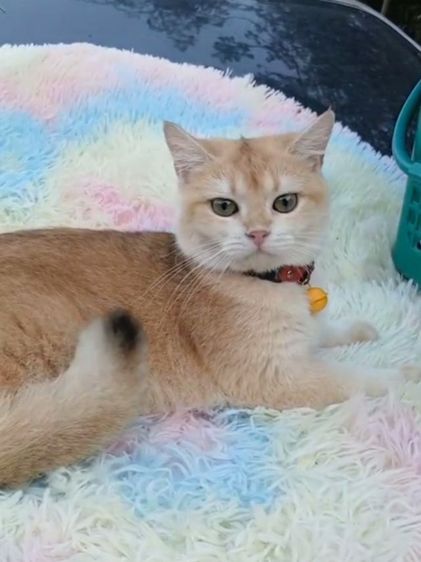 แมวบริติชช็อตแฮร์ ผญ รูปที่ 9