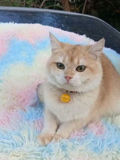 แมวบริติชช็อตแฮร์ ผญ รูปที่ 7