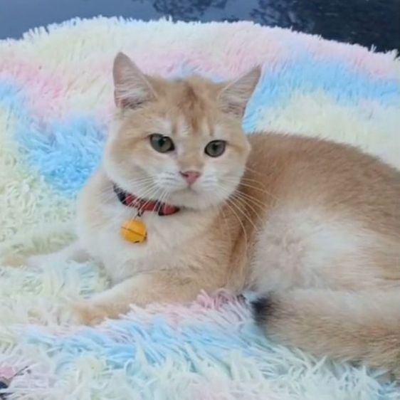 แมวบริติชช็อตแฮร์ ผญ รูปที่ 2