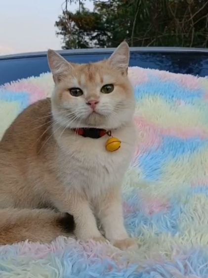 แมวบริติชช็อตแฮร์ ผญ รูปที่ 6