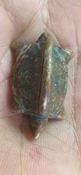 เต่าเรือน เนื้อสัมฤทธิ์ แก่นาค หลวงพ่อเงินวัดบางคลานข