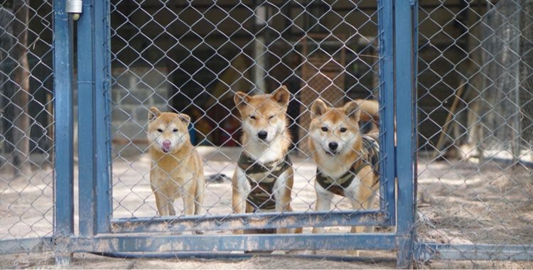 ชิบะอินุ(พ่อ-แม่พันธุ์) รูปที่ 8