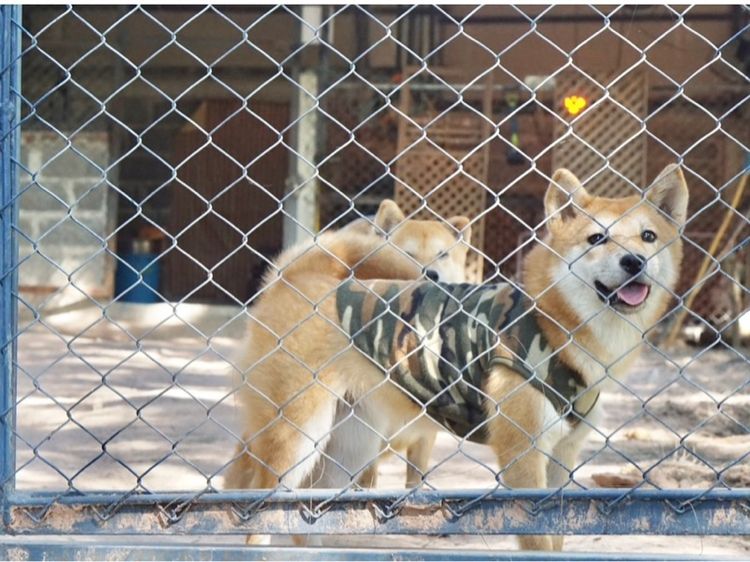 ชิบะอินุ(พ่อ-แม่พันธุ์) รูปที่ 7
