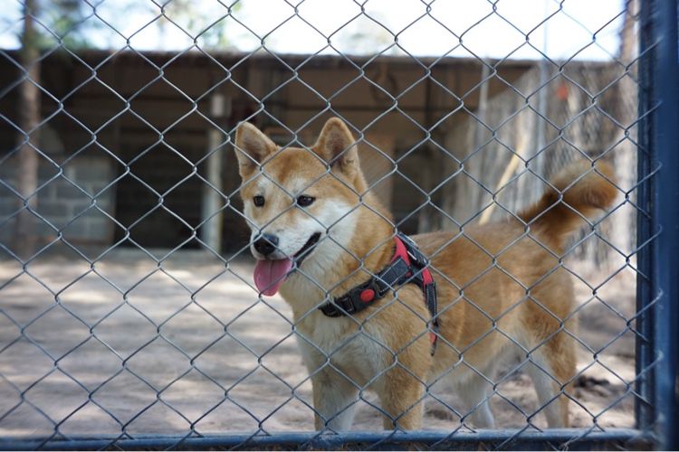 ชิบะอินุ(พ่อ-แม่พันธุ์) รูปที่ 5