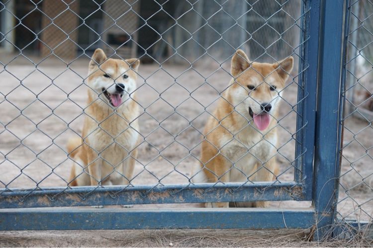 ชิบะอินุ(พ่อ-แม่พันธุ์)