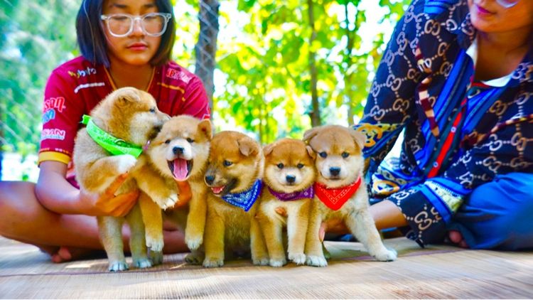 ชิบะอินุ(พ่อ-แม่พันธุ์) รูปที่ 11