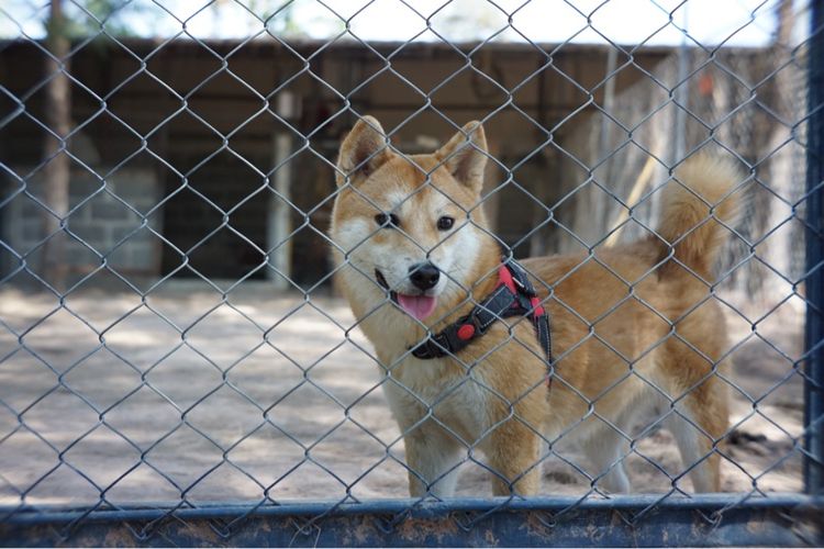 ชิบะอินุ(พ่อ-แม่พันธุ์) รูปที่ 4