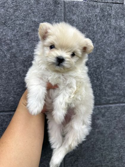 อื่นๆ เล็ก ปอมชิวาว่า เพศผู้