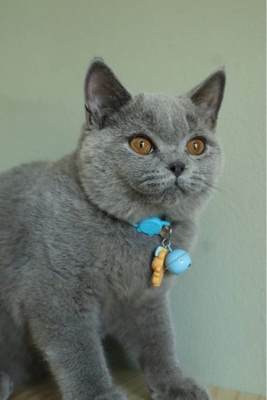 บริติชแท้ น้องเลม่อน รูปที่ 3