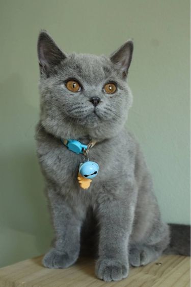 บริติชแท้ น้องเลม่อน