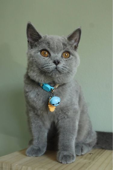 บริติชแท้ น้องเลม่อน รูปที่ 2