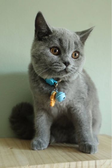 บริติชแท้ น้องเลม่อน รูปที่ 4