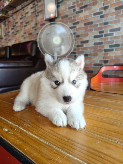 ไซบีเรียน ฮัสกี้ (Siberian Husky) เล็ก ไซบีเรียนฮัสกี้ 2เดือน