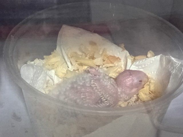 ลูกป้อนกรีนชีคนอนัวส์ รูปที่ 2