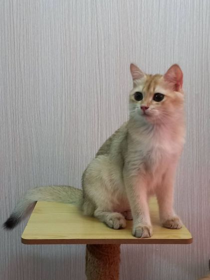 แมวบริติช รูปที่ 4