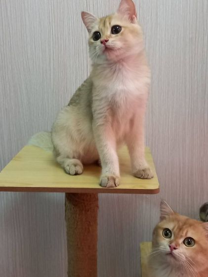 แมวบริติช รูปที่ 2