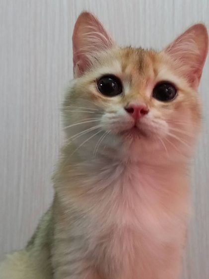 บริติช ชอร์ตแฮร์ (British Shorthair) แมวบริติช