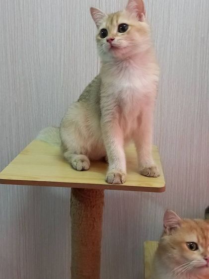 แมวบริติช รูปที่ 3