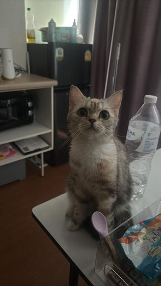 สก๊อตติช รูปที่ 3