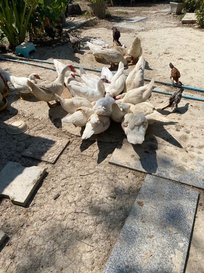 เป็ดเทศสายพันธุ์บาบารี่ รูปที่ 2