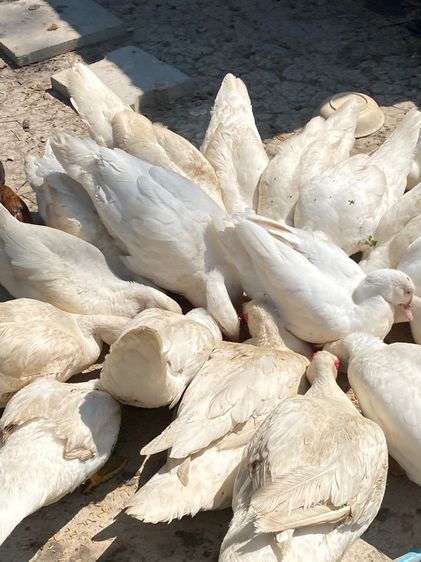 เป็ดเทศสายพันธุ์บาบารี่ รูปที่ 4