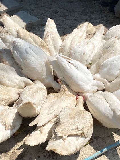 เป็ดเทศสายพันธุ์บาบารี่