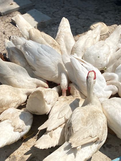 เป็ดเทศสายพันธุ์บาบารี่ รูปที่ 3