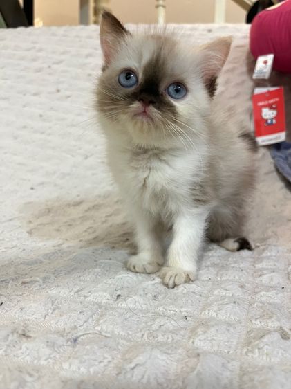 แมว เปอร์เซียผสมสก็อต รูปที่ 5