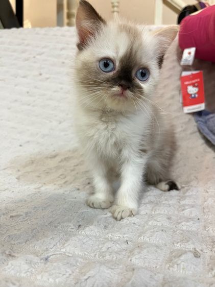 แมว เปอร์เซียผสมสก็อต รูปที่ 2