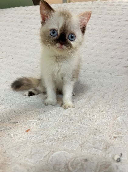 แมว เปอร์เซียผสมสก็อต รูปที่ 7