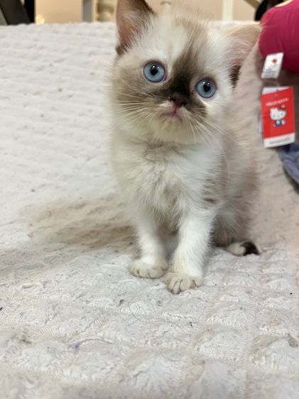 แมว เปอร์เซียผสมสก็อต รูปที่ 3