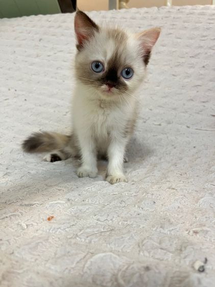 แมว เปอร์เซียผสมสก็อต รูปที่ 6