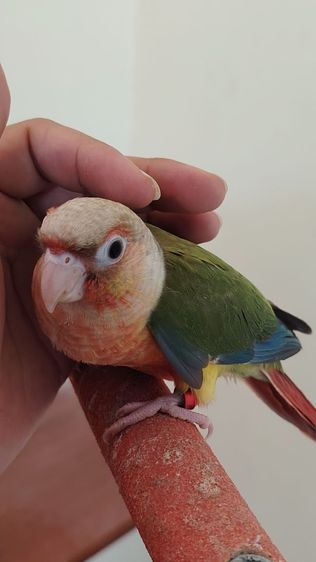 กรีนขีค เรดพายแอปเปิ้ล เชื่องๆ สีสวย รูปที่ 3