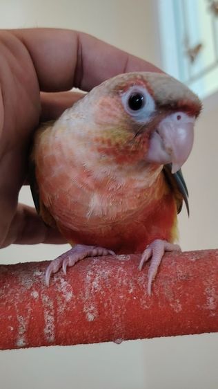 กรีนขีค เรดพายแอปเปิ้ล เชื่องๆ สีสวย รูปที่ 7