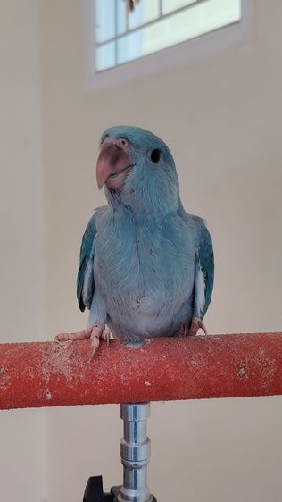 ริงเนคบลูเครียเทล ป้อนเสริม รูปที่ 2