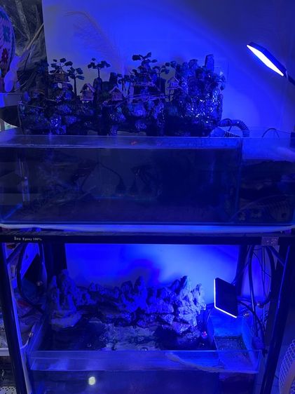 ตู้ปลาน้ำตก