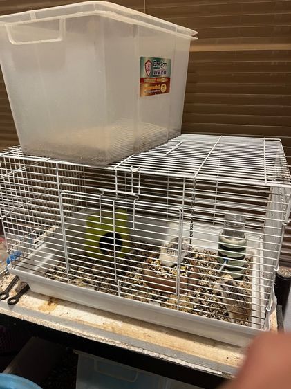 แฟตเทลพร้อมกรง รูปที่ 3