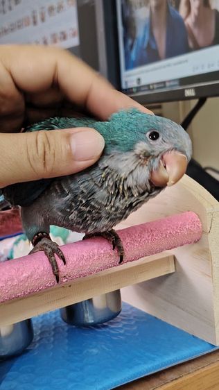 ม๊องฟ้า หัดแทะ ป้อนเสริม เชื่องๆ น่ารัก ขี้อ้อน ติดคนมากกก รูปที่ 4