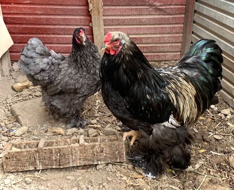 ไก่บราห์มา รูปที่ 3