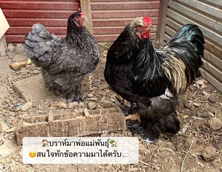 ไก่บราห์มา