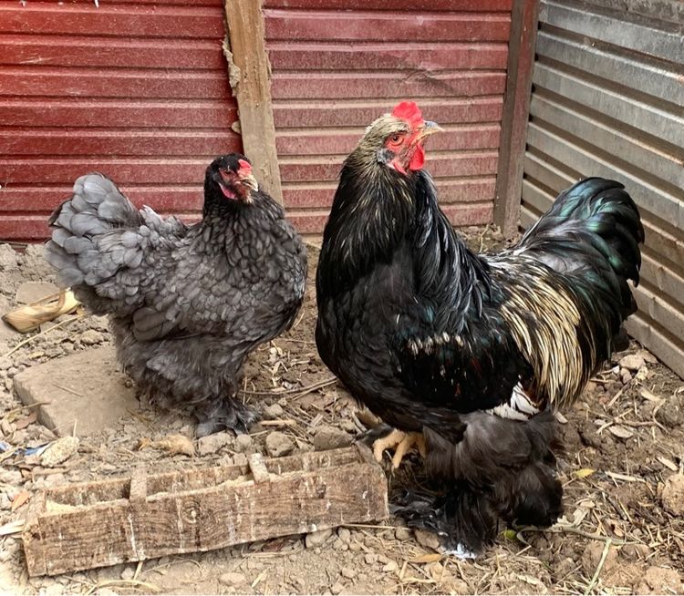 ไก่บราห์มา รูปที่ 2