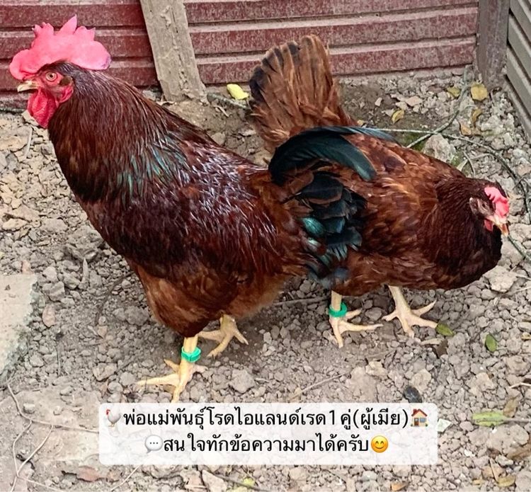 ไก่ไข่โรดไอแลนด์เรด