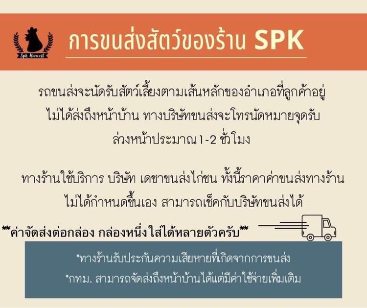 ไก่ไข่โรดไอแลนด์เรด รูปที่ 4