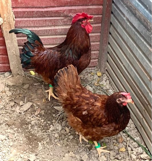 ไก่ไข่โรดไอแลนด์เรด รูปที่ 2